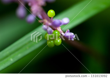 蘭花果 131013092
