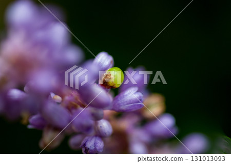 蘭花果 131013093