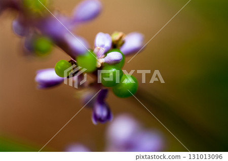 Orchid fruit Orchid fruit 131013096