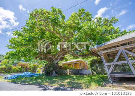 Giant Deigo - Atachi, Kakeroma Island, Amami 131013123