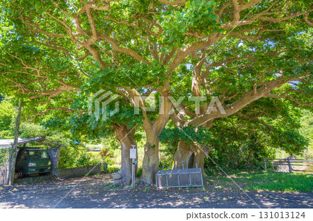 Couple deigo - Amami, Kakeroma Island, Atachi Couple deigo - Amami, Kakeroma Island, Atachi 131013124