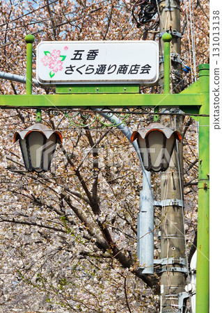 Tokiwahira Sakura Festival (Matsudo City, Chiba Prefecture) 131013138