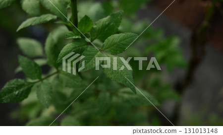 Plant image Plant image 131013148