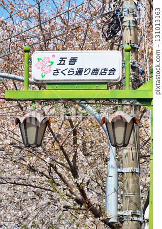 Tokiwahira Sakura Festival(千葉縣松戶市) Tokiwahira Sakura Festival(千葉縣松戶市) 131013163
