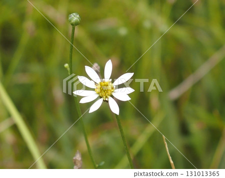 Wetland flower: Sawashirogiku Wetland flower: Sawashirogiku 131013365