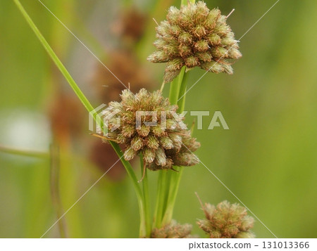 Wetland flower: Komatsukasusuki 131013366