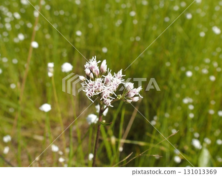 濕地花，澤棕鵯 131013369