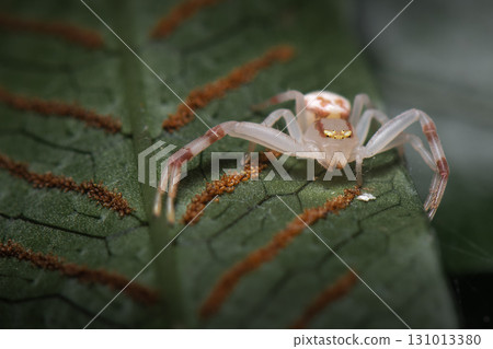 Goldenrod Crab Spider Goldenrod Crab Spider 131013380