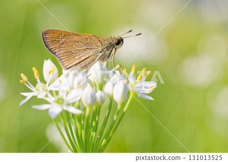 一隻棕色的大船長蝴蝶停在一朵白花上 131013525