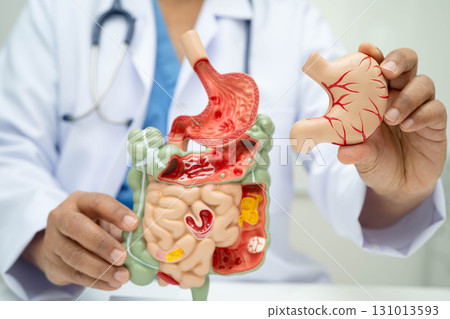 Digestive system with stomach and intestine, Asian doctor holding human anatomy model for study diagnosis and treatment in hospital. 131013593