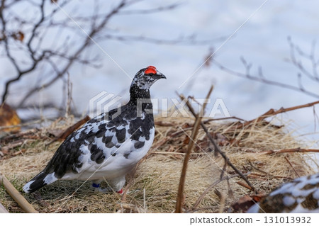一隻雄性雷鳥悠閒地在枯草上行走 131013932