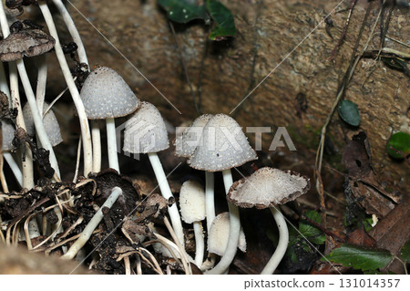 Coprinus capitis forms a colony in the shade of rotten wood in the forest (outdoor field fungi and mushroom macro photography) 131014357