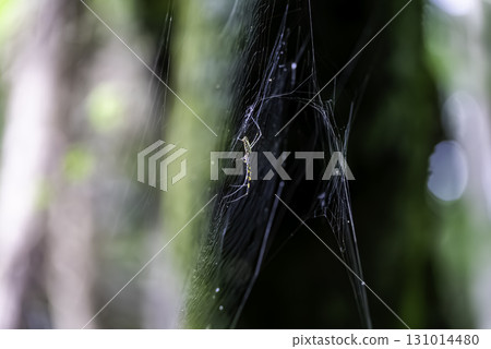 蜘蛛和蜘蛛的巢 蜘蛛和蜘蛛的巢 131014480