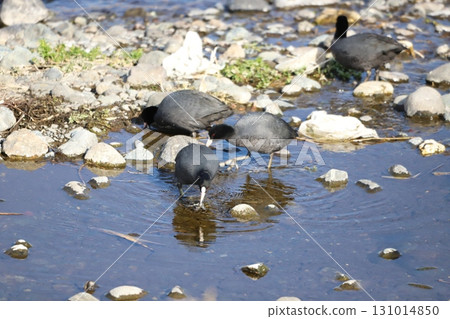 A coot feeding in shallow water 131014850