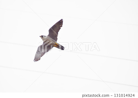 Falcon A male peregrine falcon takes off from the nest to chase off predators that have invaded its breeding territory (photographed with ultra-telephoto zoom) 131014924
