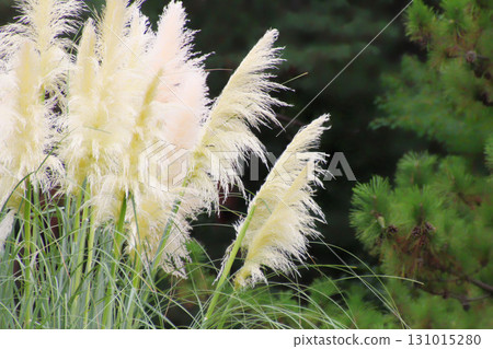 松林靜謐，銀裝素裹，秋風搖曳 131015280