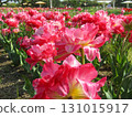 Red tulip 131015917