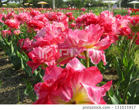 Red tulip Red tulip 131015917