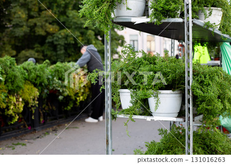 Street market scene with potted plants and lush greenery on shelves. Person is tending to plants, set against backdrop of urban environment, showcasing gardening and plant care 131016263
