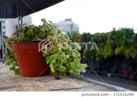 Fresh plant being placed in decorative pot, emphasizing urban gardening efforts and seasonal care. Image captures essence of urban green spaces and importance of nature in city 131016266
