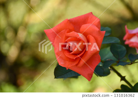 鮮豔綻放的秋季紅玫瑰 鮮豔綻放的秋季紅玫瑰 131016362