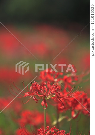 群集孤挺花 群集孤挺花 131016529