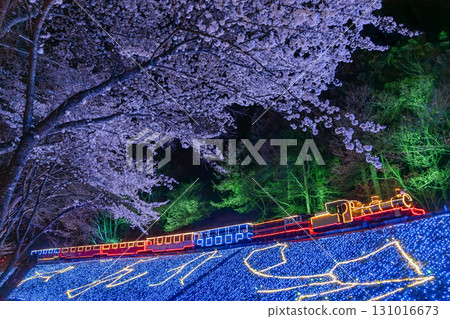 Cherry blossoms at night and the illuminations of the world's smallest railway, the Romney Railroad, in spring at Izu's Shuzenji Rainbow Village Cherry blossoms at night and the illuminations of the world's smallest railway, the Romney Railroad, in spring at Izu's Shuzenji Rainbow Village 131016673