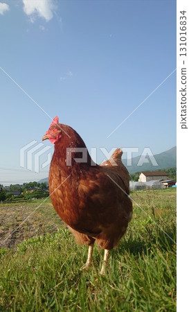 Manager Cha-chan.8 131016834