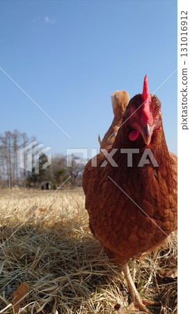 茶燦經理12 131016912