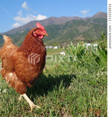 茶燦經理11 131016914