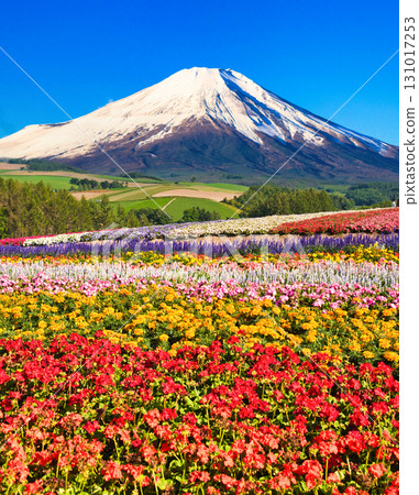 北海道花田與富士山的合成照片 北海道花田與富士山的合成照片 131017253
