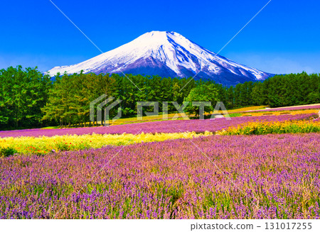 北海道花田與富士山的合成照片 131017255