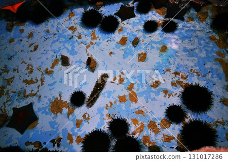 Touch pool at Noshappu Cold Current Aquarium Touch pool at Noshappu Cold Current Aquarium 131017286