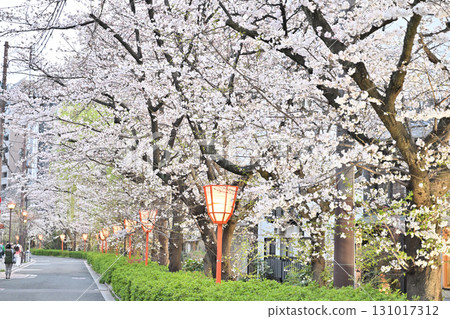 Cherry blossoms on Kiyamachi Street in Kyoto, Spring 2024 Cherry blossoms on Kiyamachi Street in Kyoto, Spring 2024 131017312