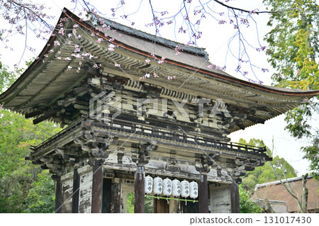Shiga Prefecture, Mii-dera Temple (Onjo-ji Temple) Spring 2024 131017430