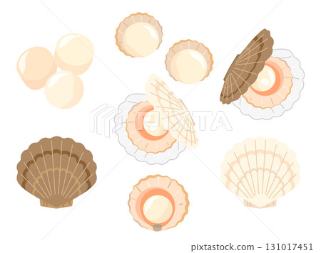 Set of scallop illustrations 131017451