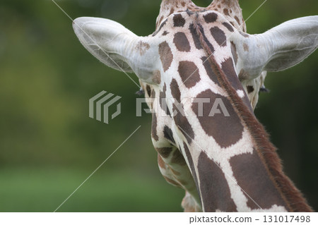 長頸鹿的睫毛可以從後面同時看到 131017498