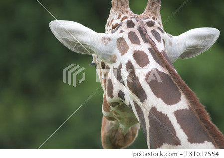 Where does the nape of a giraffe begin and end? 131017554