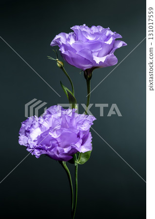 Close-up of a Purple Lisianthus Bloom with Water Drops 131017559