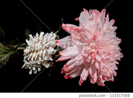 Still Life with Pink Chrysanthemum and Murex Shell Still Life with Pink Chrysanthemum and Murex Shell 131017568