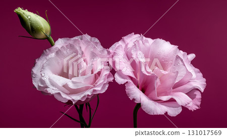 Pink Lisianthus Flowers and a Bud Pink Lisianthus Flowers and a Bud 131017569