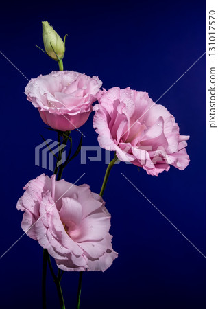 Pink Lisianthus Flowers and a Bud on Blue 131017570