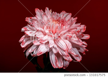 Pink and white spider chrysanthemum on a deep red background 131017575