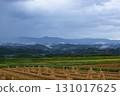 Rice paddy fields after harvest 131017625