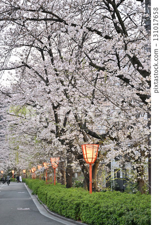 Cherry blossoms on Kiyamachi Street in Kyoto, Spring 2024 131017658