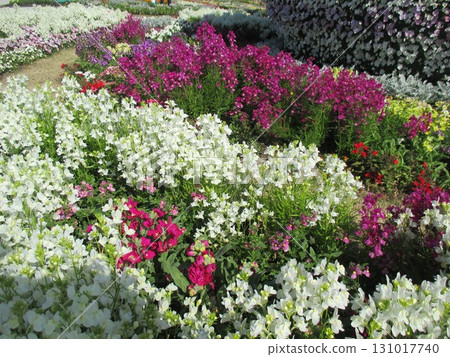 Beautiful spring flowerbeds filled with petunias, salvias, and pansies Beautiful spring flowerbeds filled with petunias, salvias, and pansies 131017740