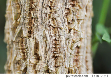 bark of Cork tree, Indian cork tree or Millingtonia hortensis Linn or BIGNONIACEAE or Cork tree trunk 131017951