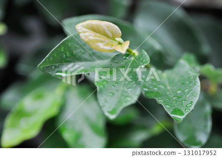 ficus pumila or climbing fig or MORACEAE and rain droplet 131017952