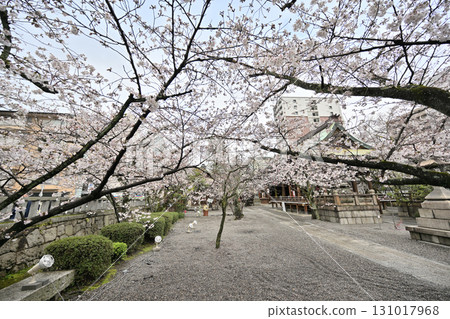 Cherry blossoms at Tenson Shrine in Otsu City, Shiga Prefecture, Spring 2024 Cherry blossoms at Tenson Shrine in Otsu City, Shiga Prefecture, Spring 2024 131017968