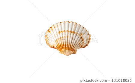 White scallop shell on white background White scallop shell on white background 131018025